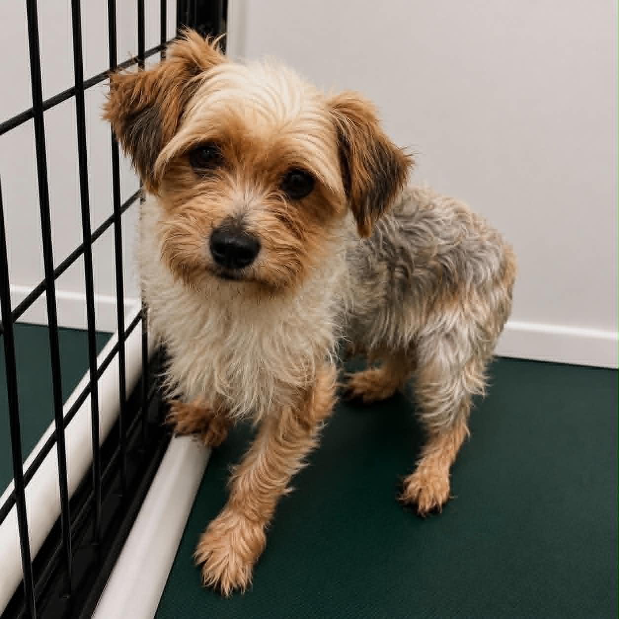 Enlarge Picasso-Foster Home Needed, a Adoptable Yorkshire Terrier in Hartland, WI image 5/6