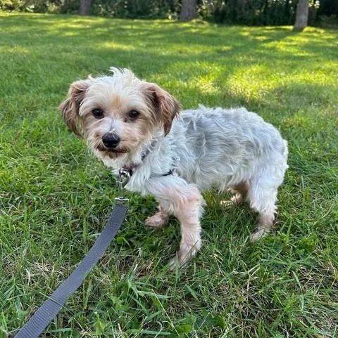 Enlarge Picasso-Foster Home Needed, a Adoptable Yorkshire Terrier in Hartland, WI image 2/6