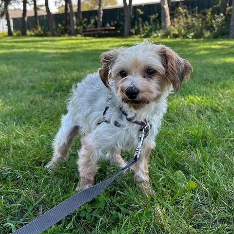 Enlarge Picasso-Foster Home Needed, a Adoptable Yorkshire Terrier in Hartland, WI image 3/6