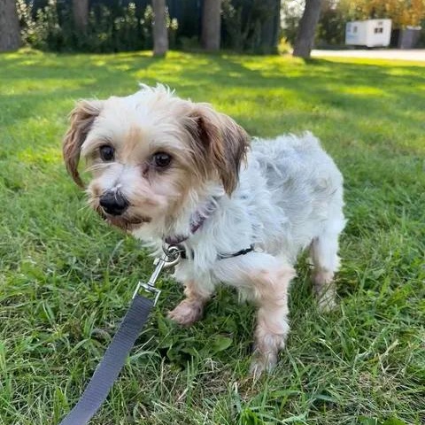 Picasso-Foster Home Needed, Adoptable, Adult Male Yorkshire Terrier.