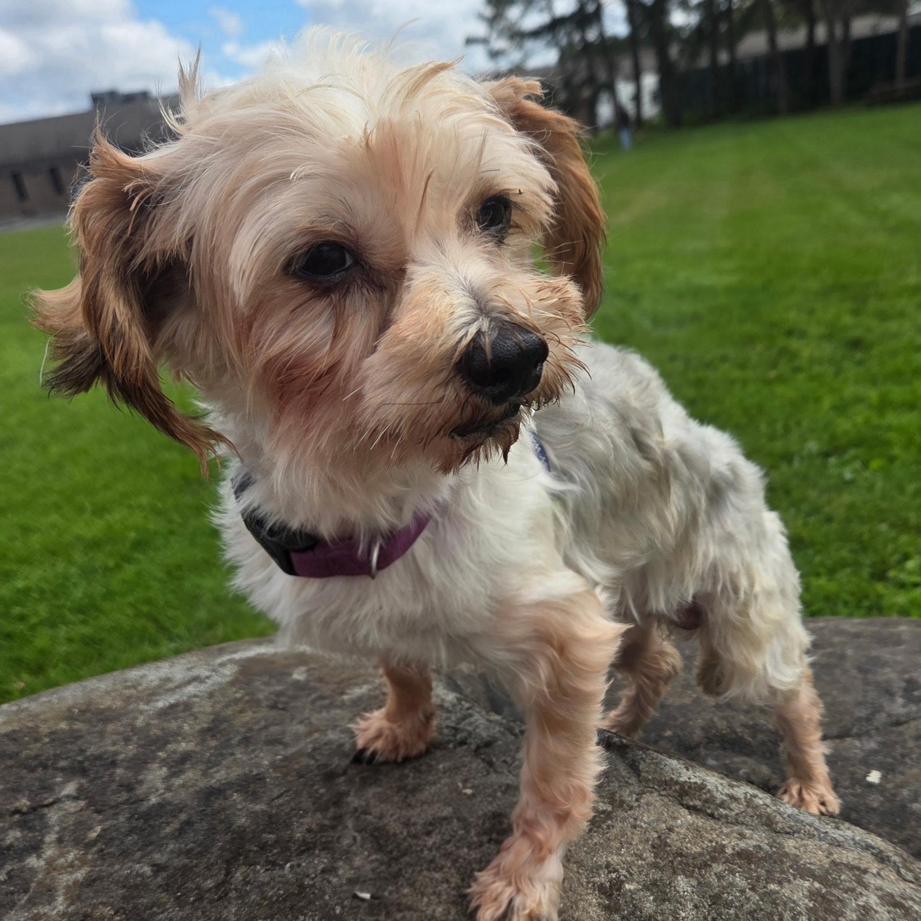 Picasso-Foster Home Needed, Adoptable, Adult Male Yorkshire Terrier.