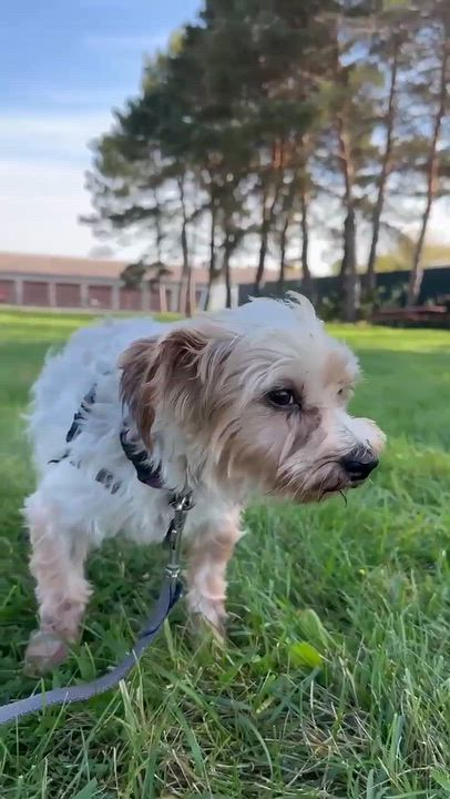 Enlarge Picasso-Foster Home Needed, a Adoptable Yorkshire Terrier in Hartland, WI video 6/6