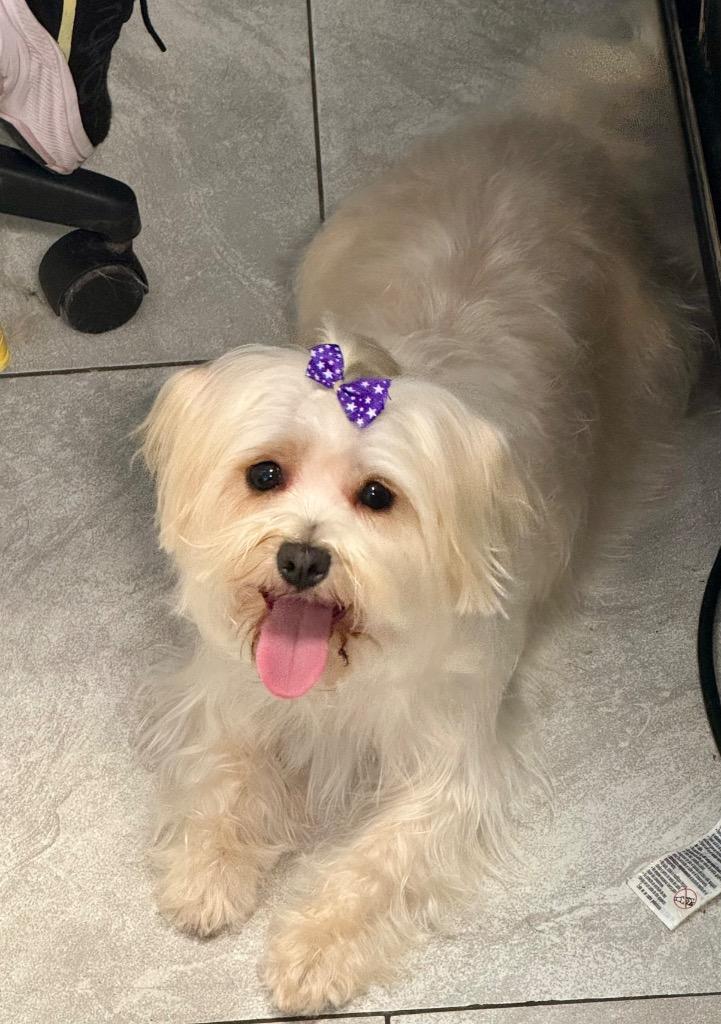 Amari, Adoptable, Adult Female Havanese & Terrier.