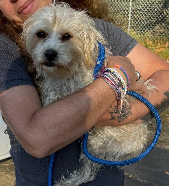 Amari, Adoptable, Adult Female Havanese & Terrier.