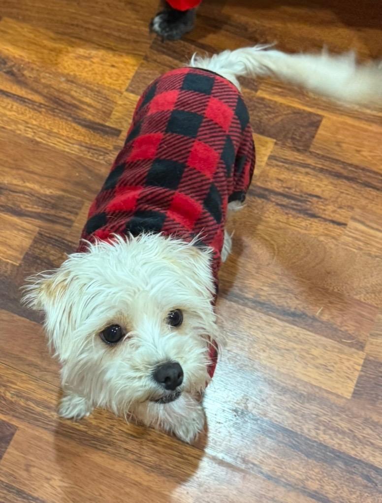 Amari, a Adoptable mixed breed in Pomona, NY image 3/6