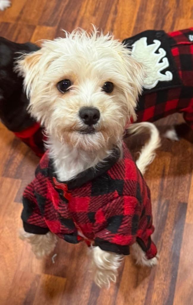 Amari, a Adoptable mixed breed in Pomona, NY image 4/6