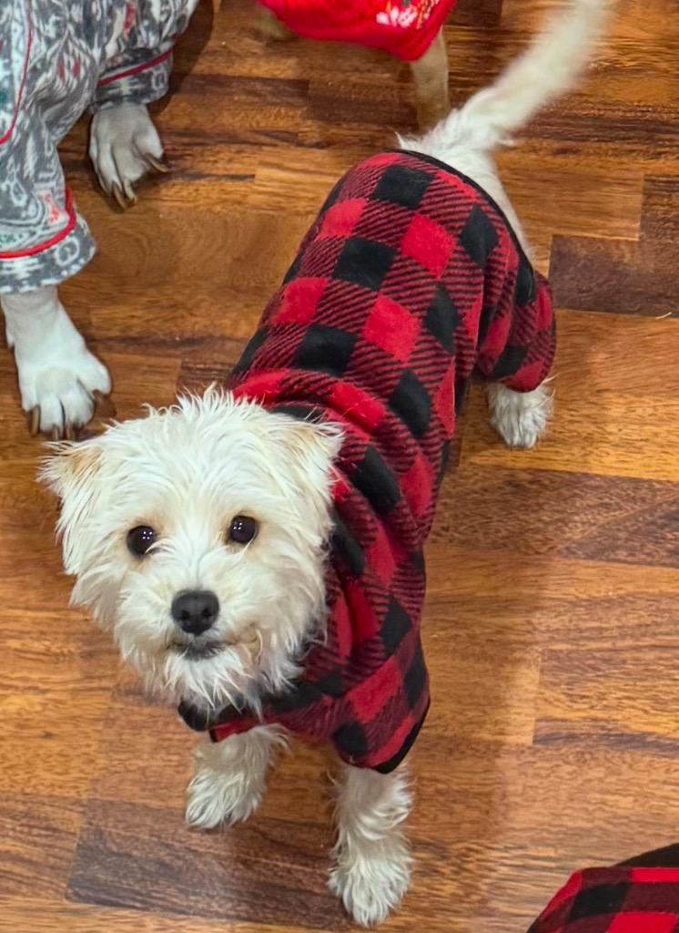 Amari, a Adoptable mixed breed in Pomona, NY image 6/6