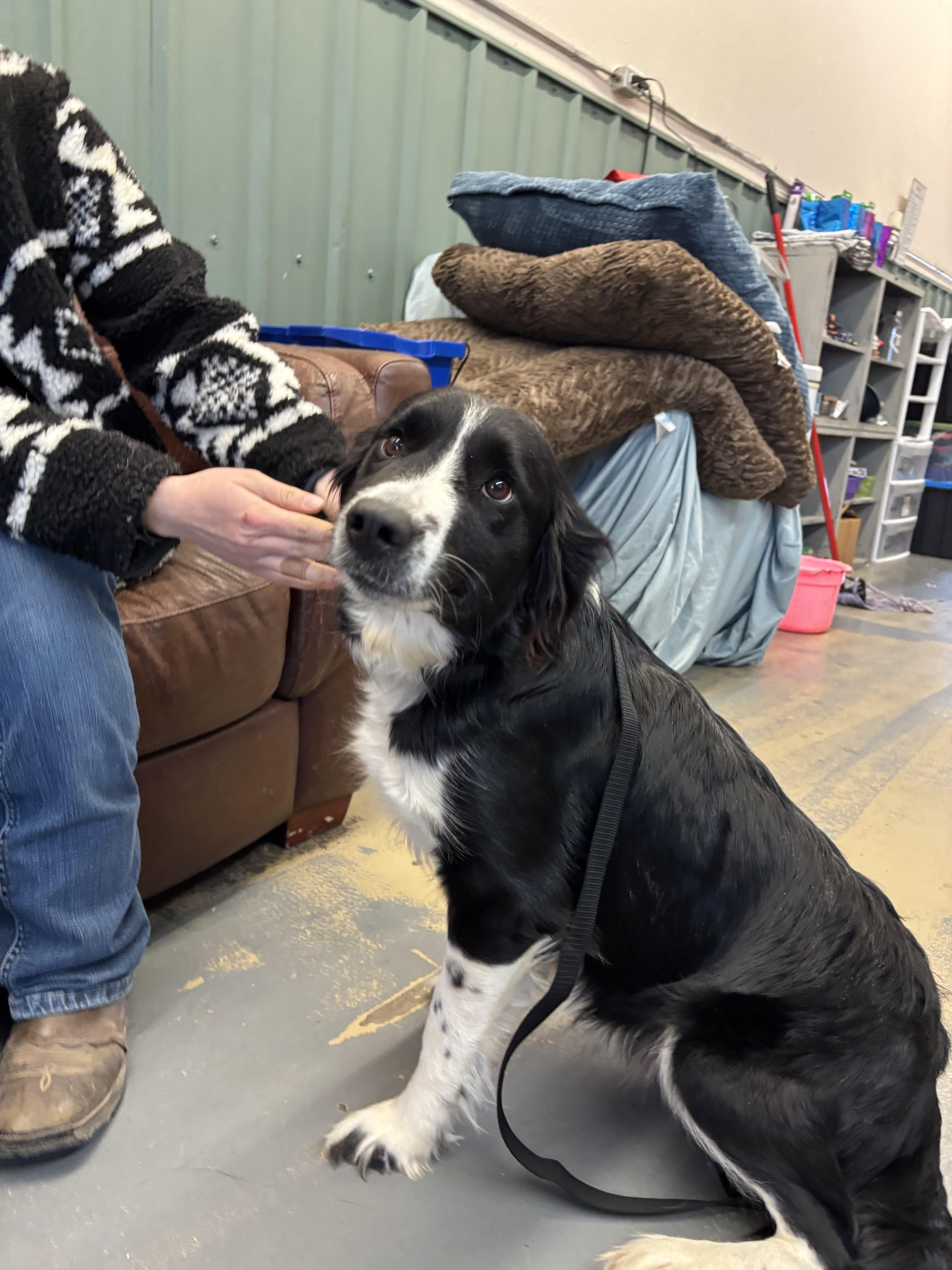 Enlarge Winter, a Adopted mixed breed in Crossfield, AB image 1/1
