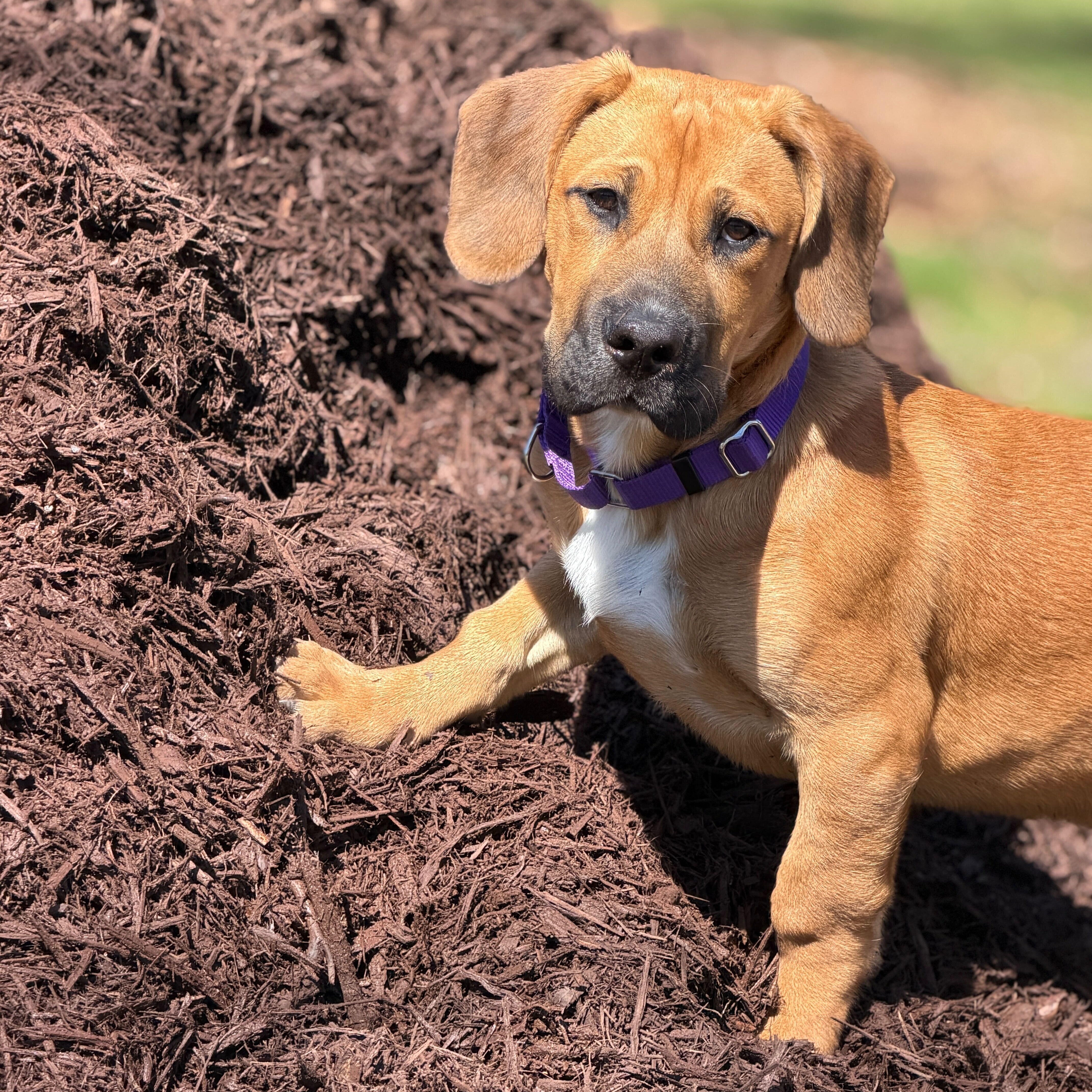 Enlarge Bear, a Adoptable mixed breed in Greensboro, NC image 3/6