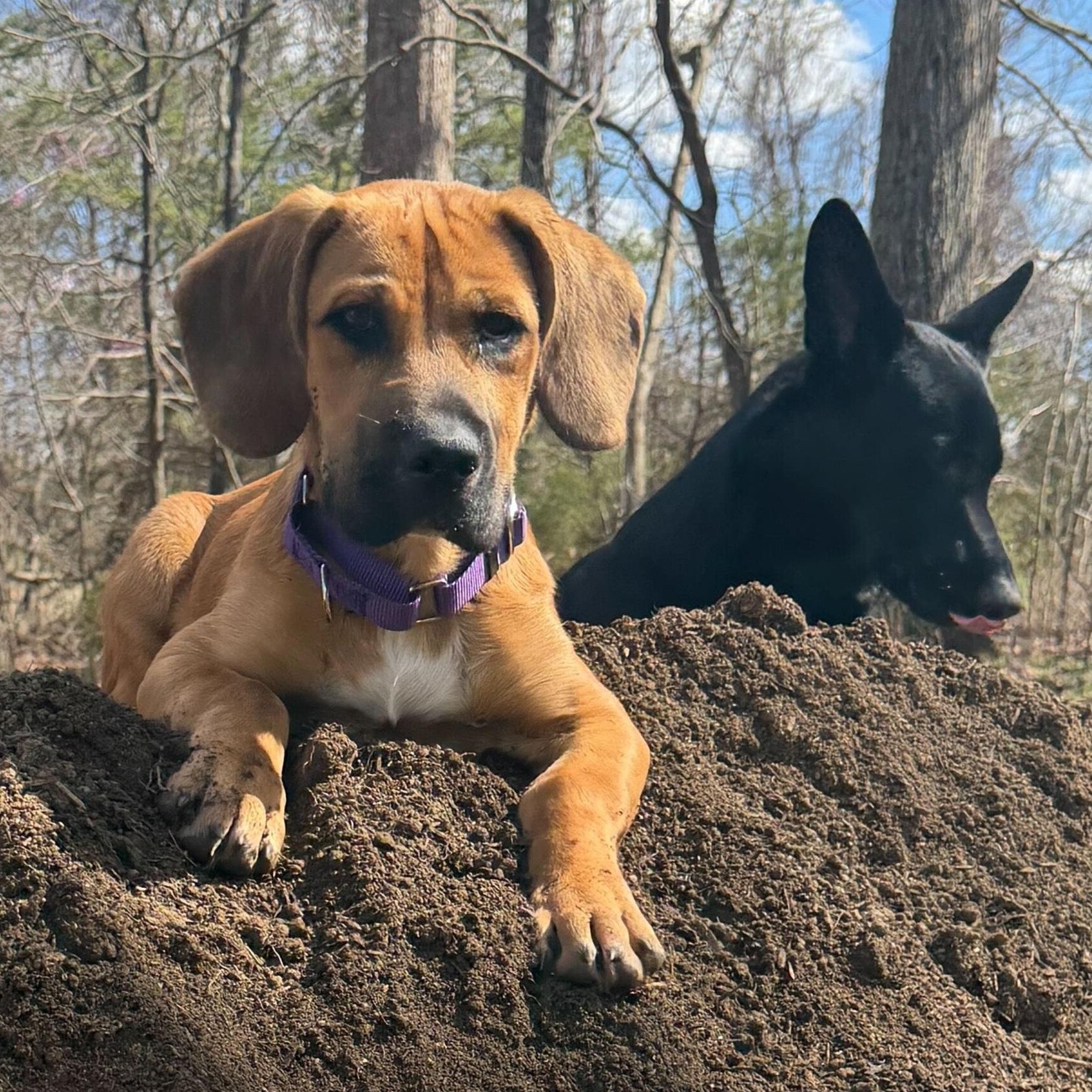 Enlarge Bear, a Adoptable mixed breed in Greensboro, NC image 6/6
