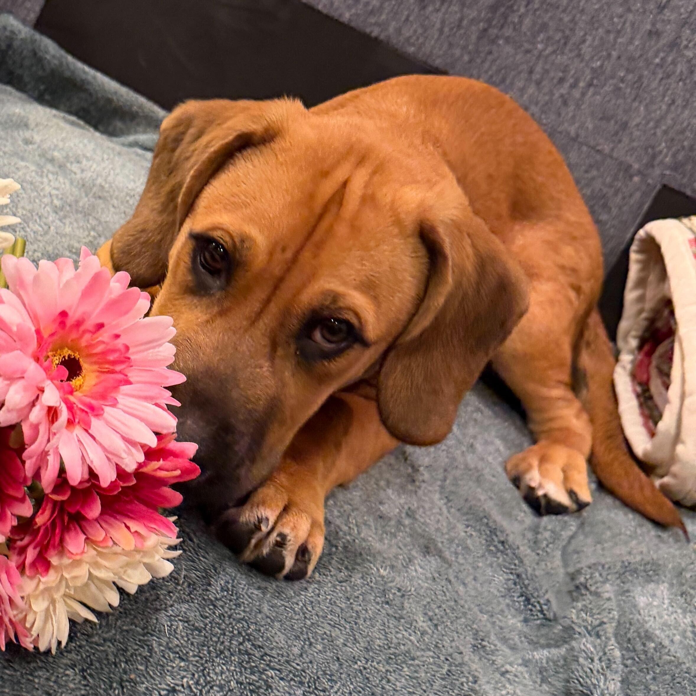 Enlarge Bear, a Adoptable mixed breed in Greensboro, NC image 5/6