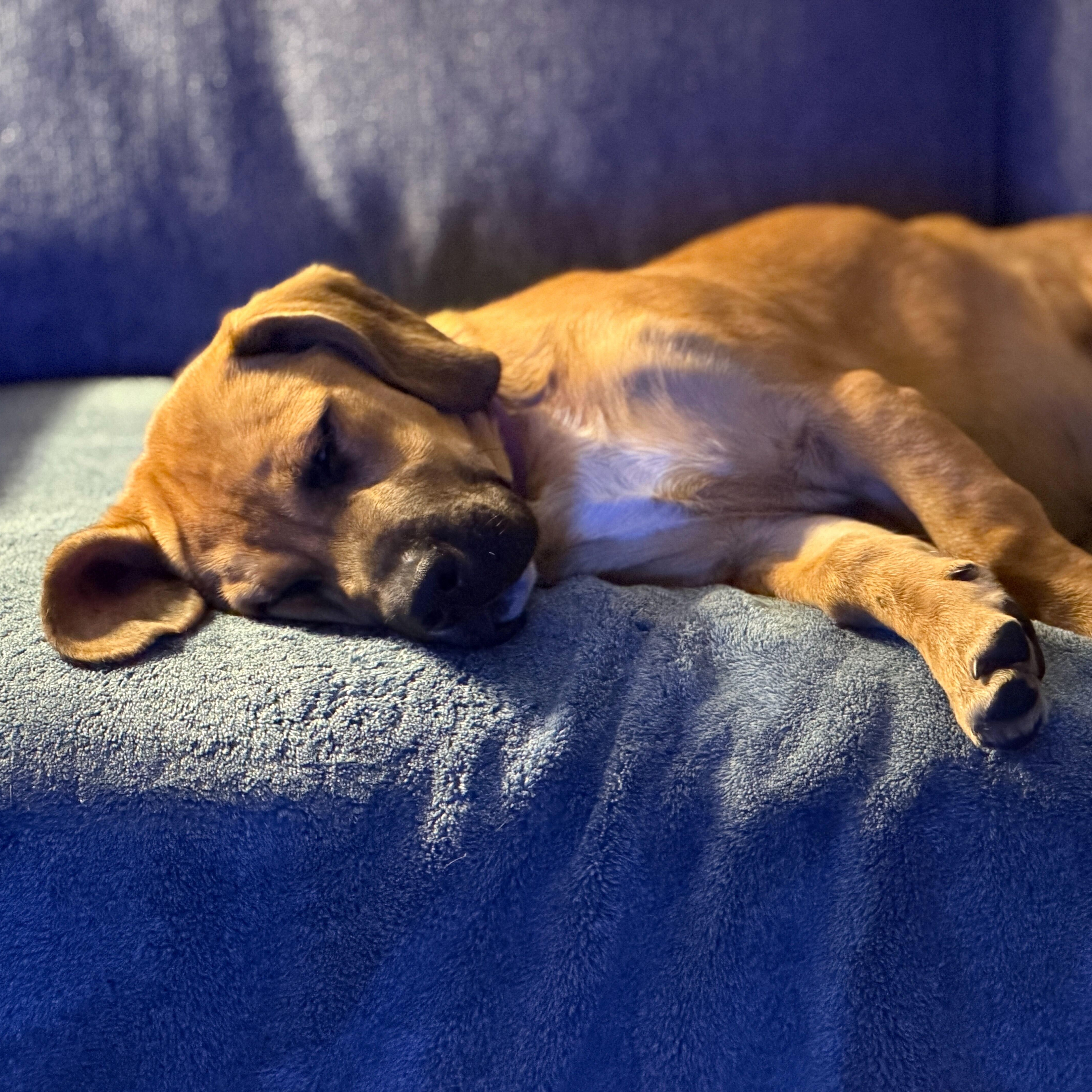 Enlarge Bear, a Adoptable mixed breed in Greensboro, NC image 4/6