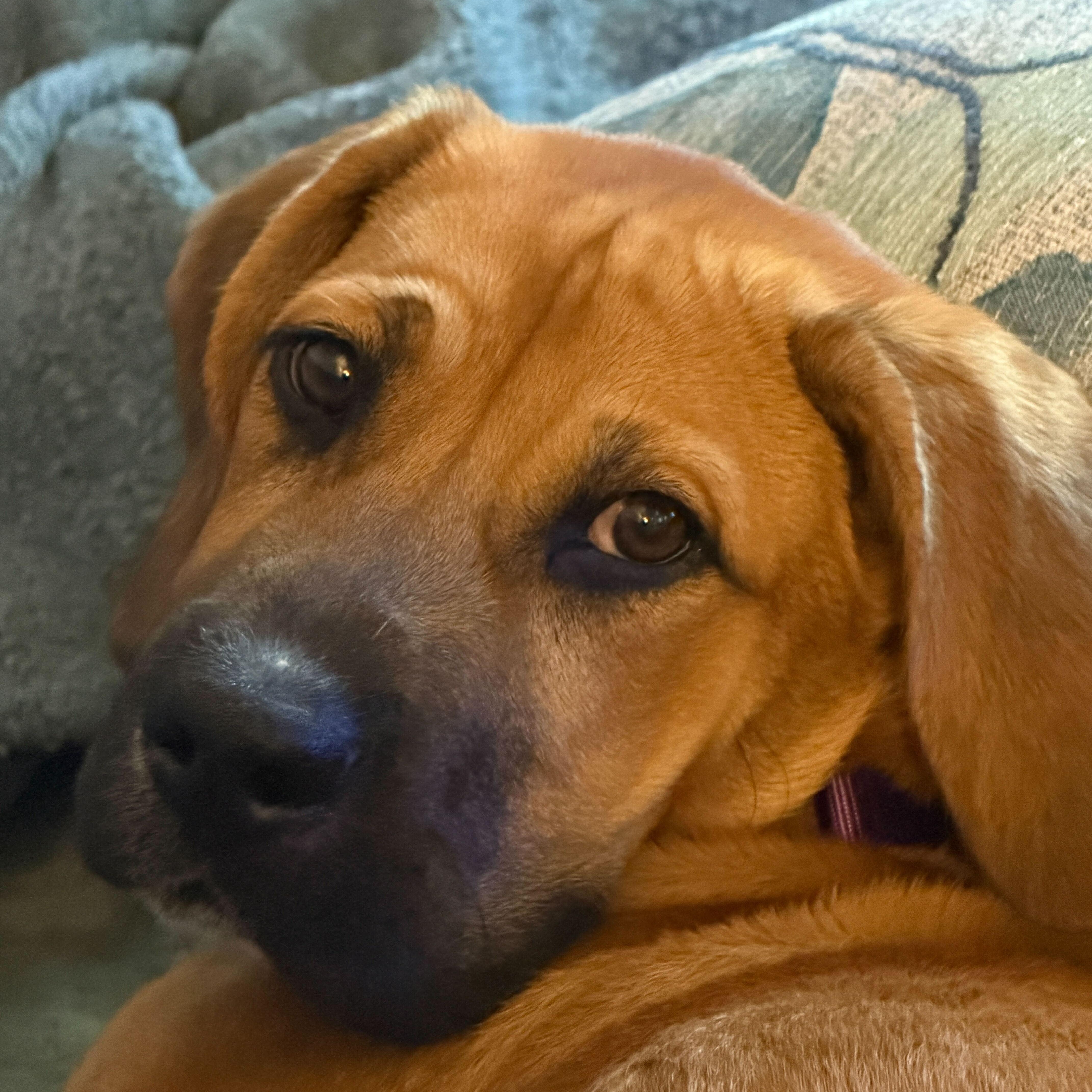 Enlarge Bear, a Adoptable mixed breed in Greensboro, NC image 2/6