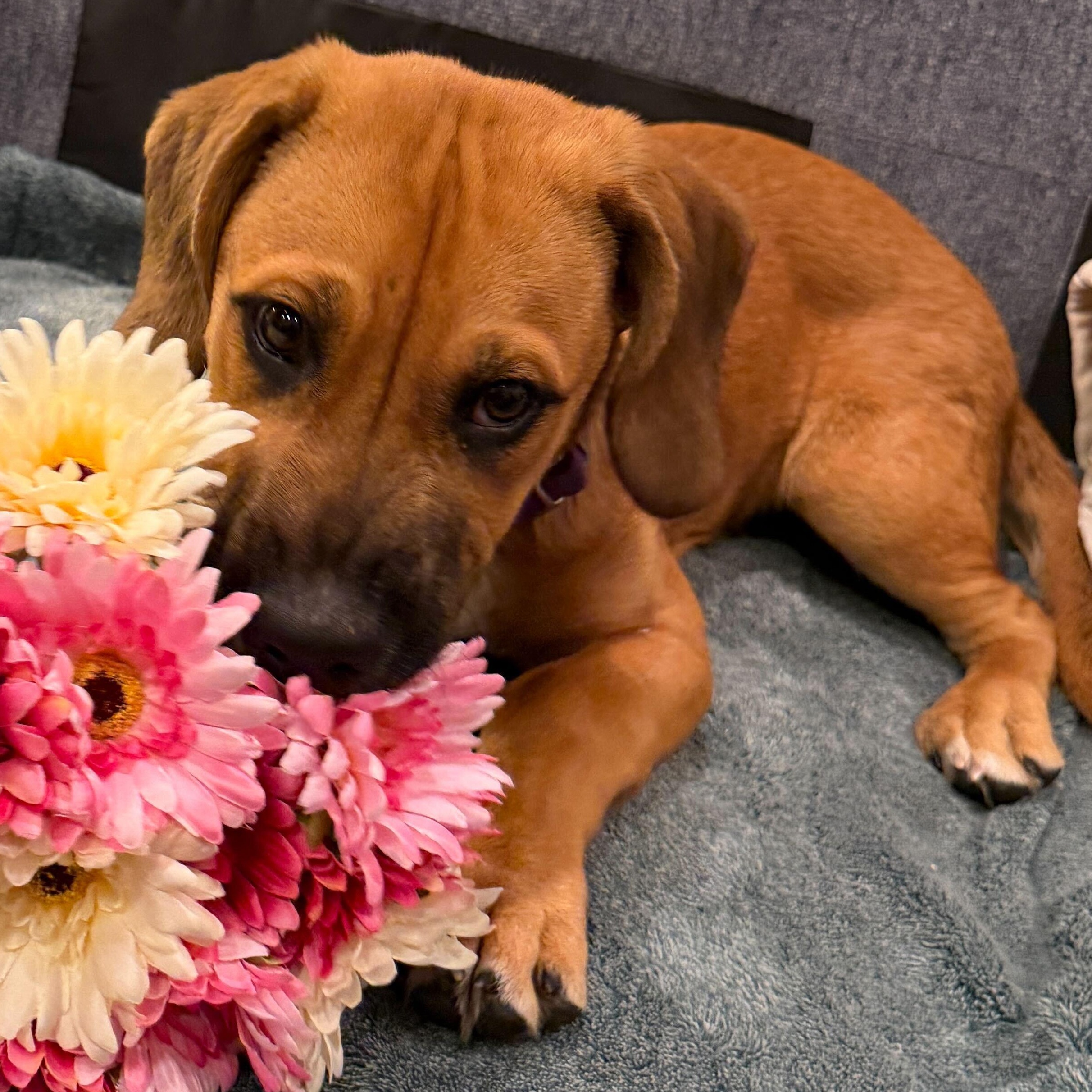 Bear, Adoptable, Young Male Hound & Mixed Breed.