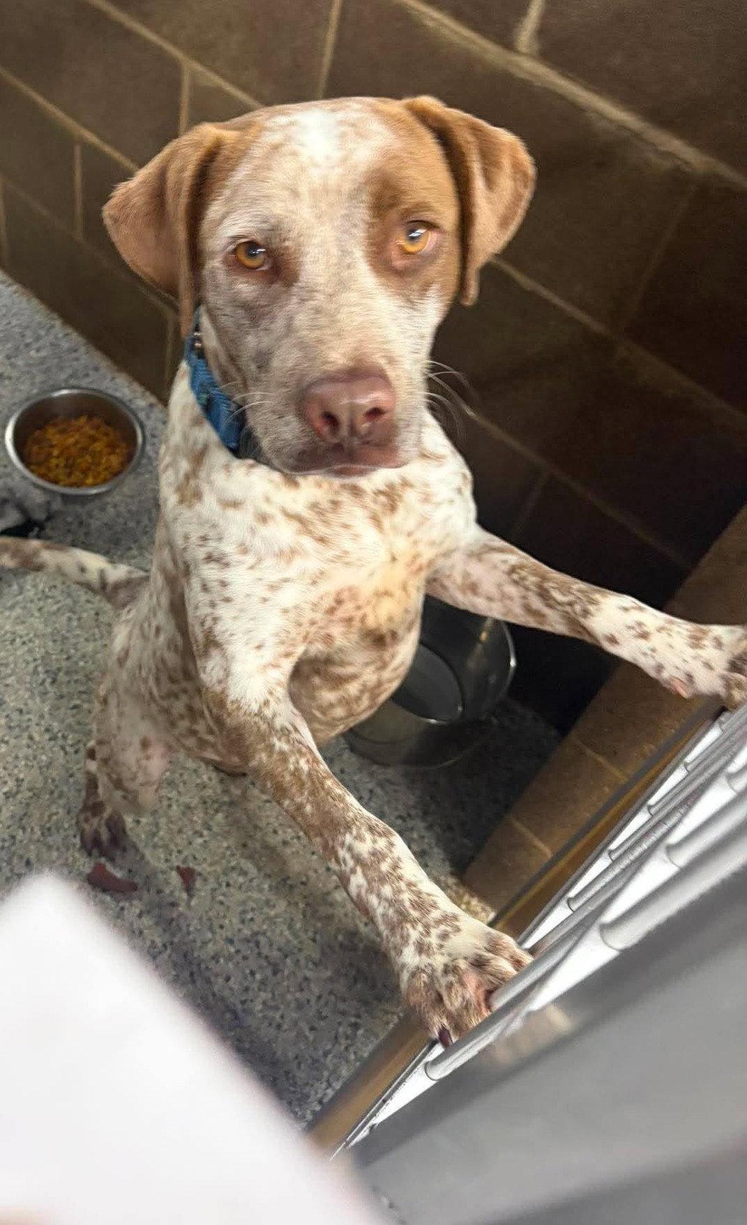 Enlarge Rose, a Adoptable Australian Cattle Dog / Blue Heeler in Knoxville, IA image 1/1