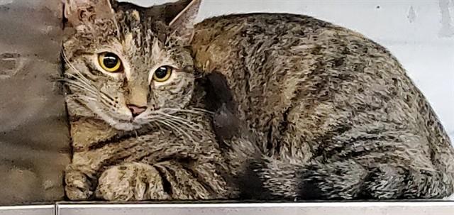 HONEYCRISP, Adoptable, Young Female Domestic Short Hair.