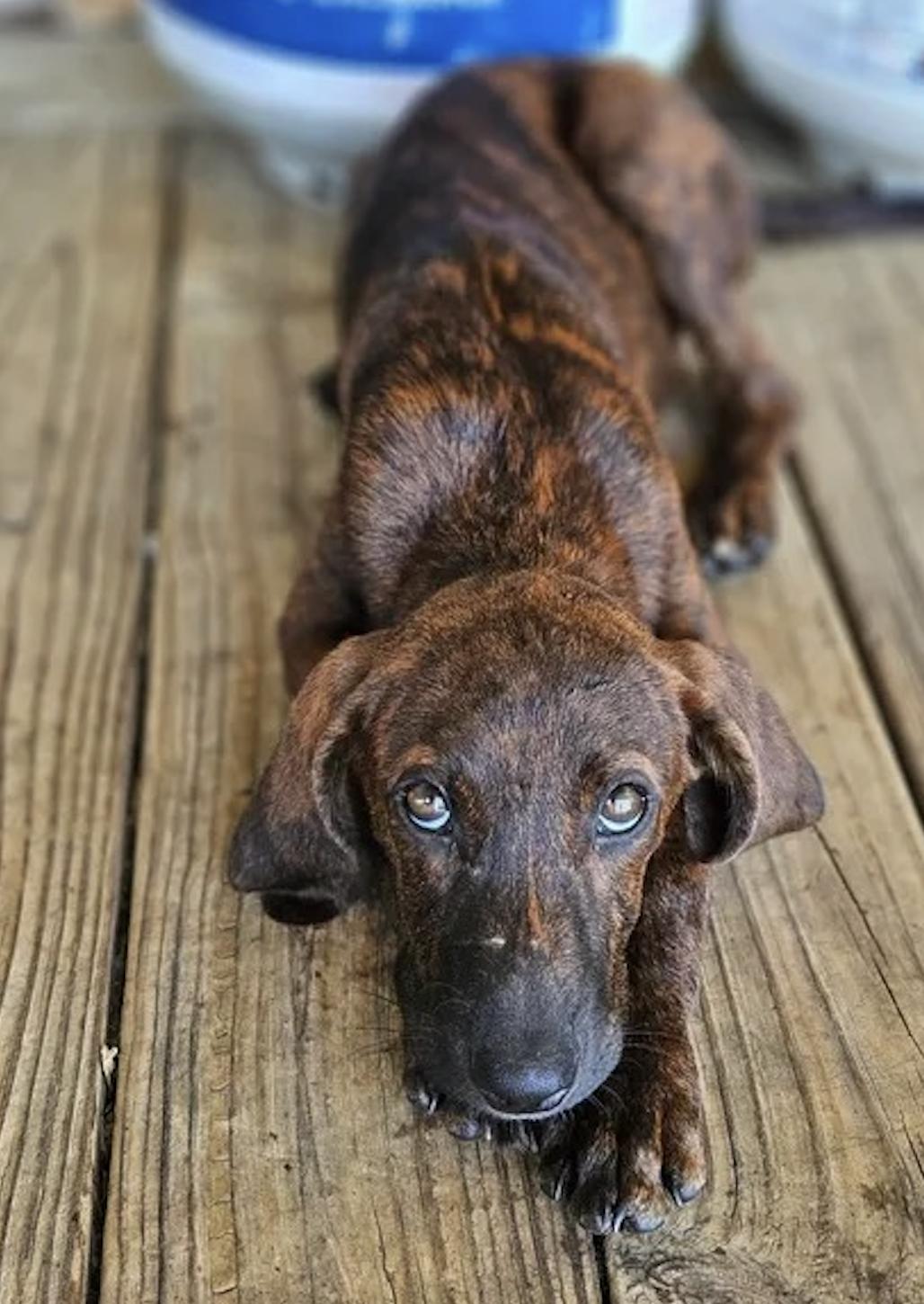 Granite, Adopted, Young Male Plott Hound.
