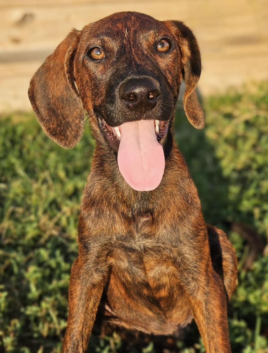 Enlarge Granite, a Adopted Plott Hound in TULSA, OK image 2/6