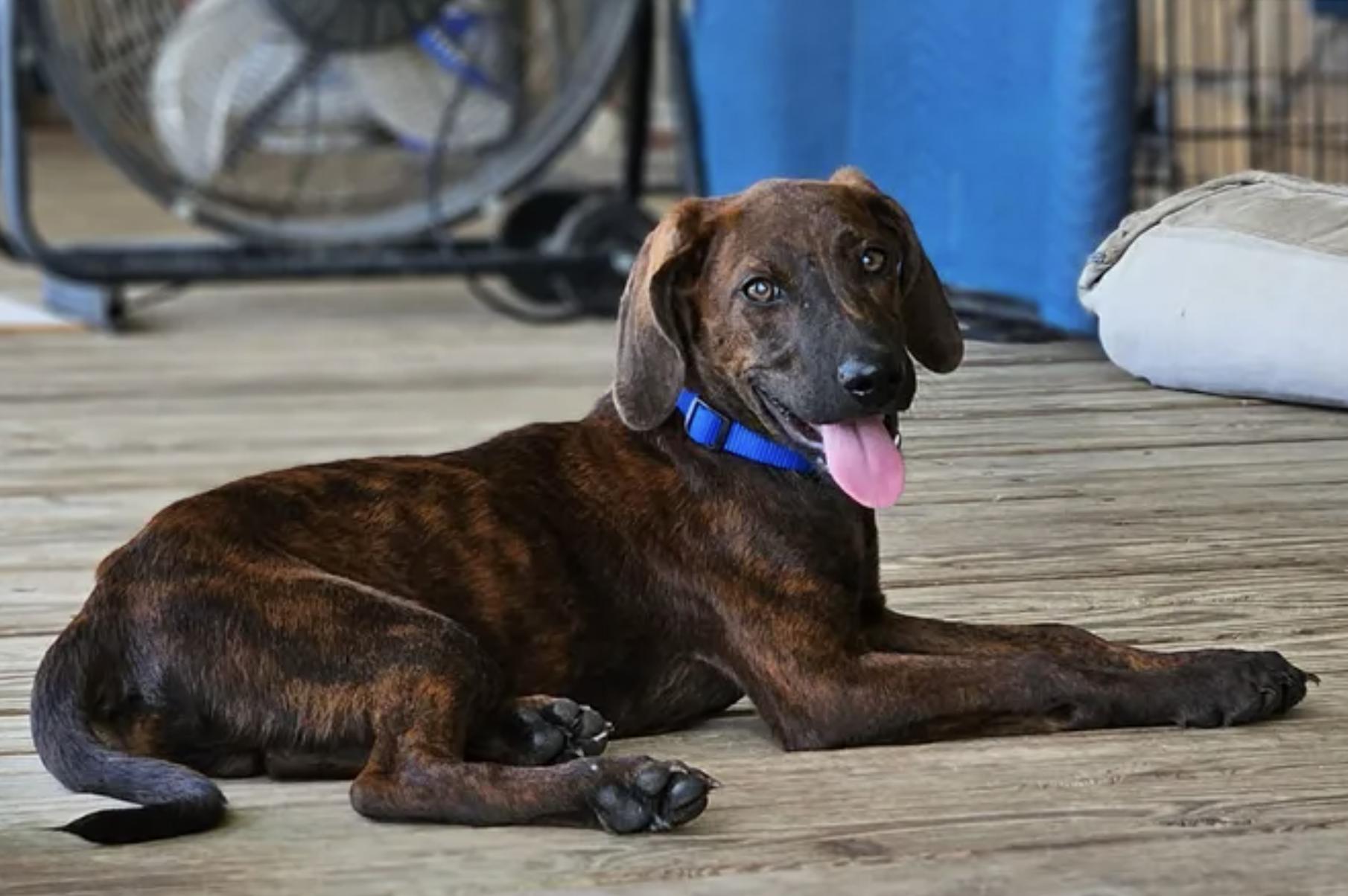Enlarge Granite, a Adopted Plott Hound in TULSA, OK image 3/6