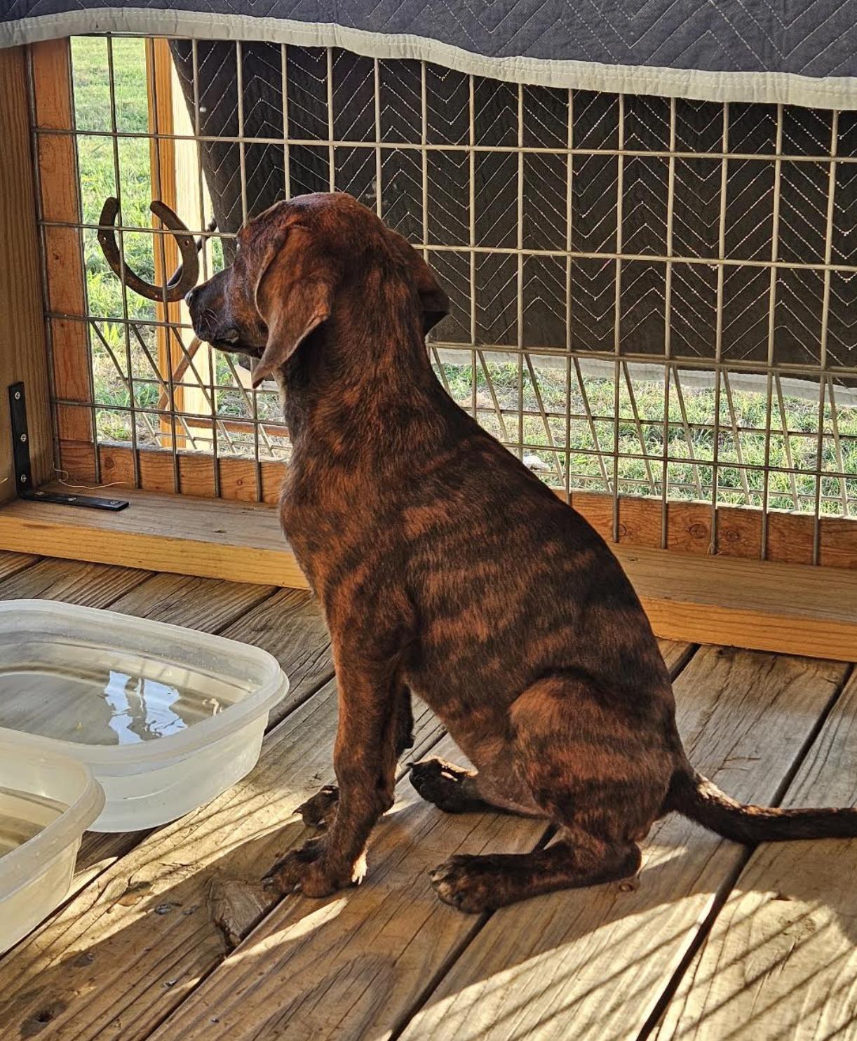 Enlarge Granite, a Adopted Plott Hound in TULSA, OK image 4/6
