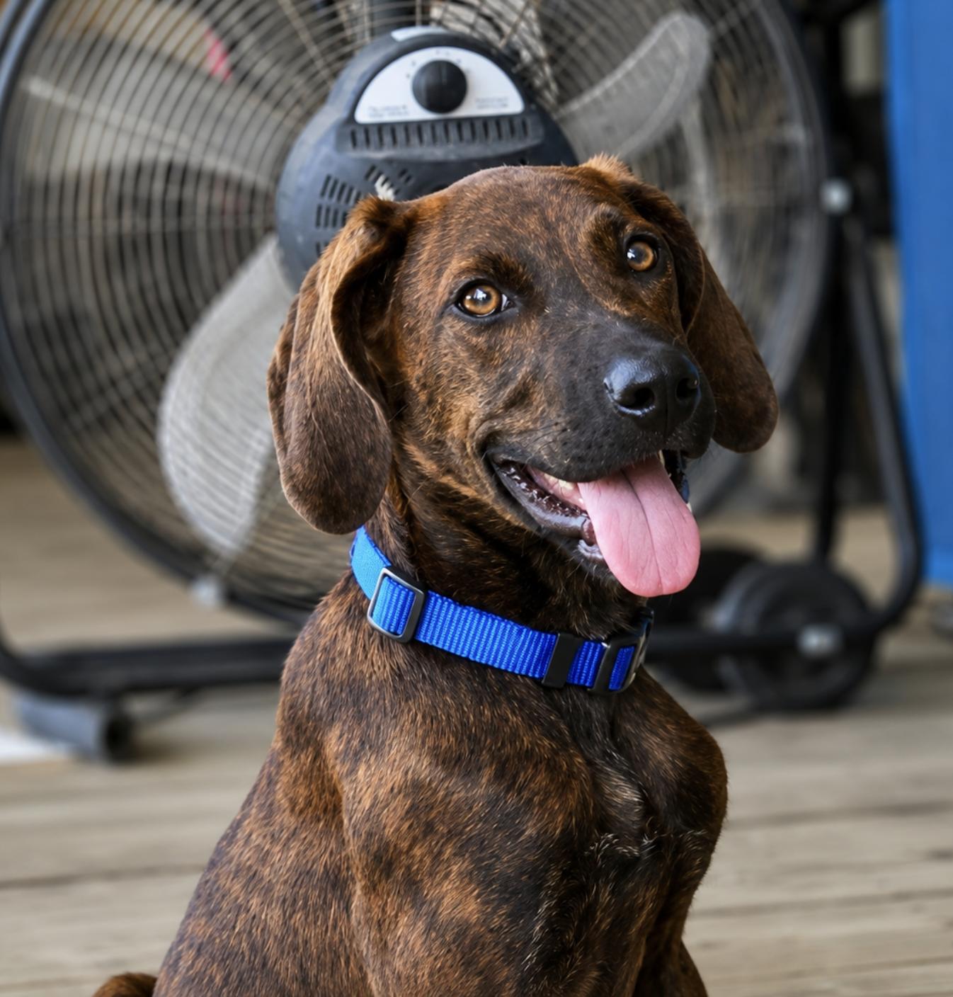 Enlarge Granite, a Adopted Plott Hound in TULSA, OK image 5/6