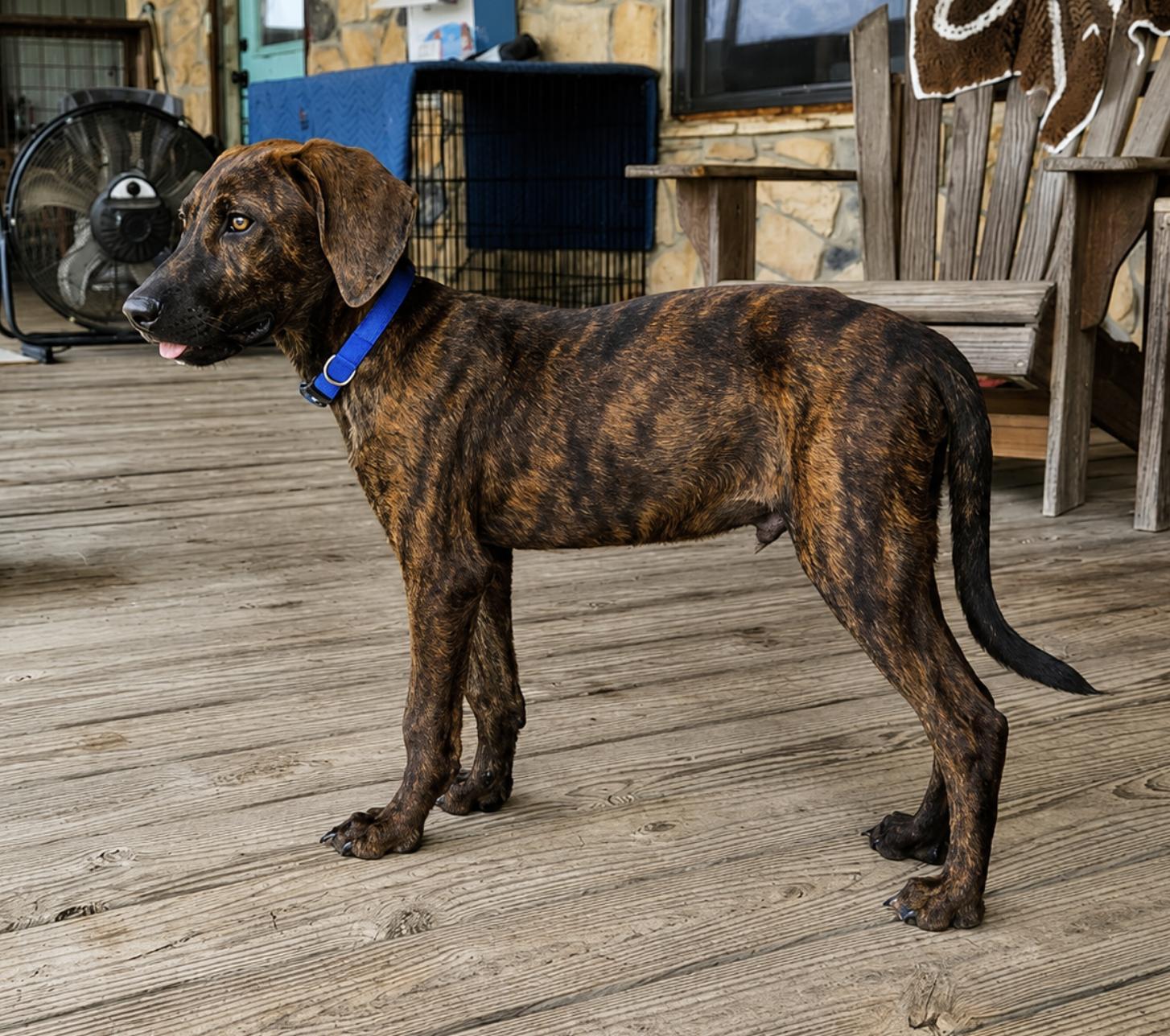 Enlarge Granite, a Adopted Plott Hound in TULSA, OK image 6/6