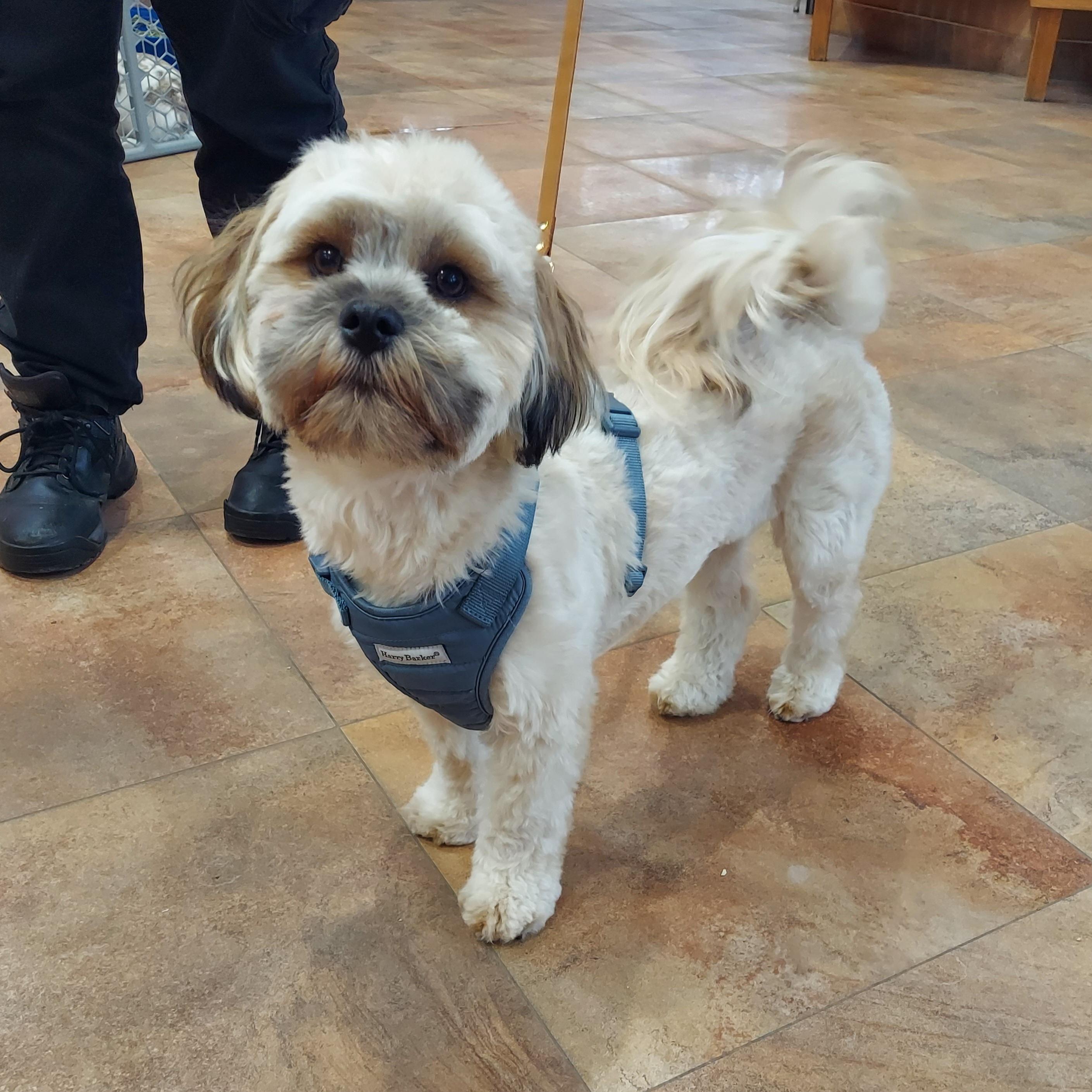 Enlarge #29, a ADOPTABLE Lhasa Apso in Pawtucket, RI image 1/1