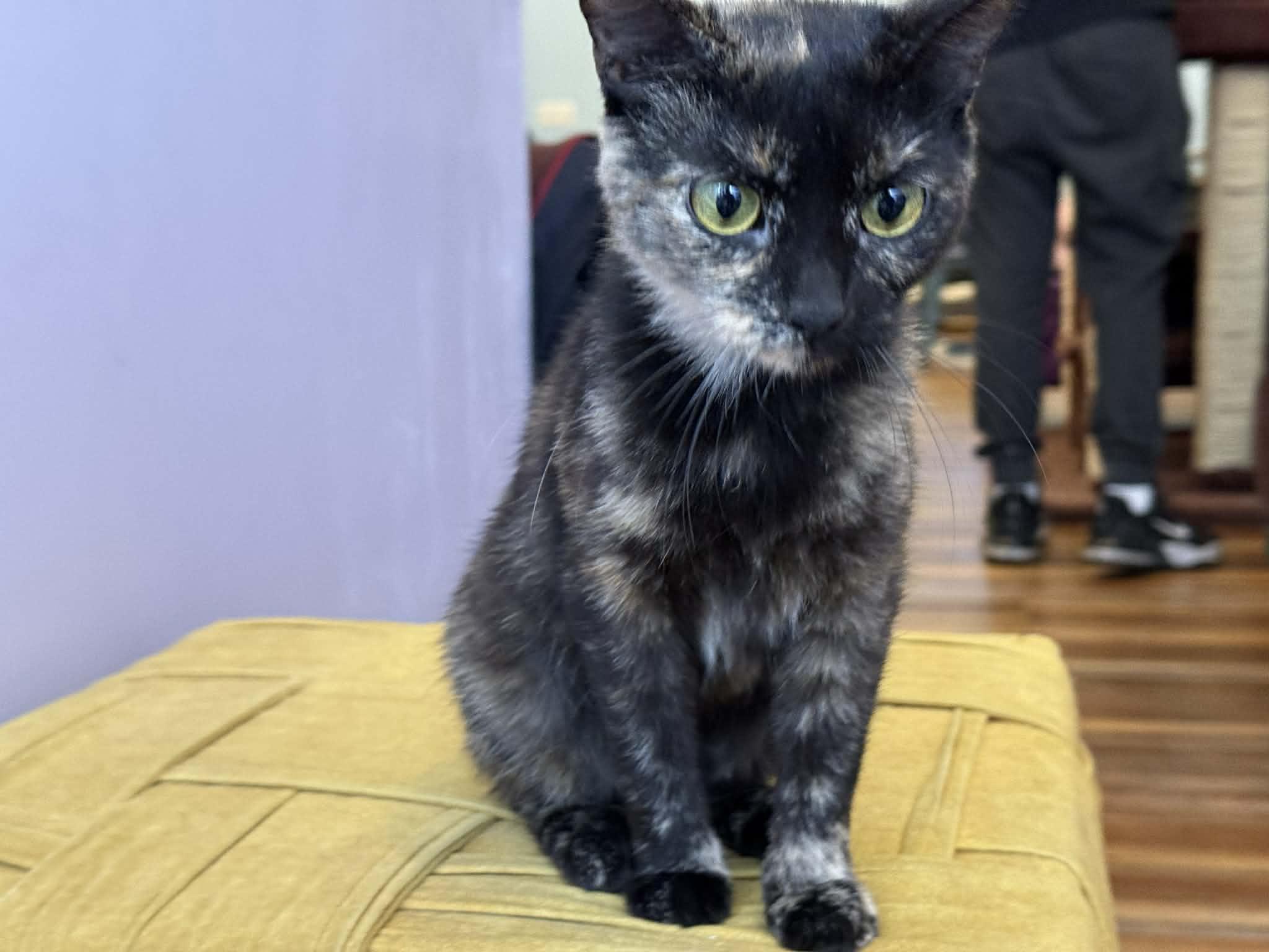 Enlarge Emily , an adoptable Domestic Short Hair in West Lafayette, IN image 4/5