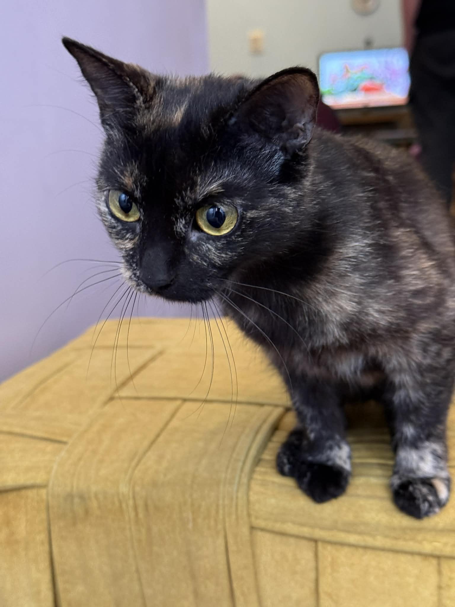 Emily , adoptable, Young Female Domestic Short Hair.