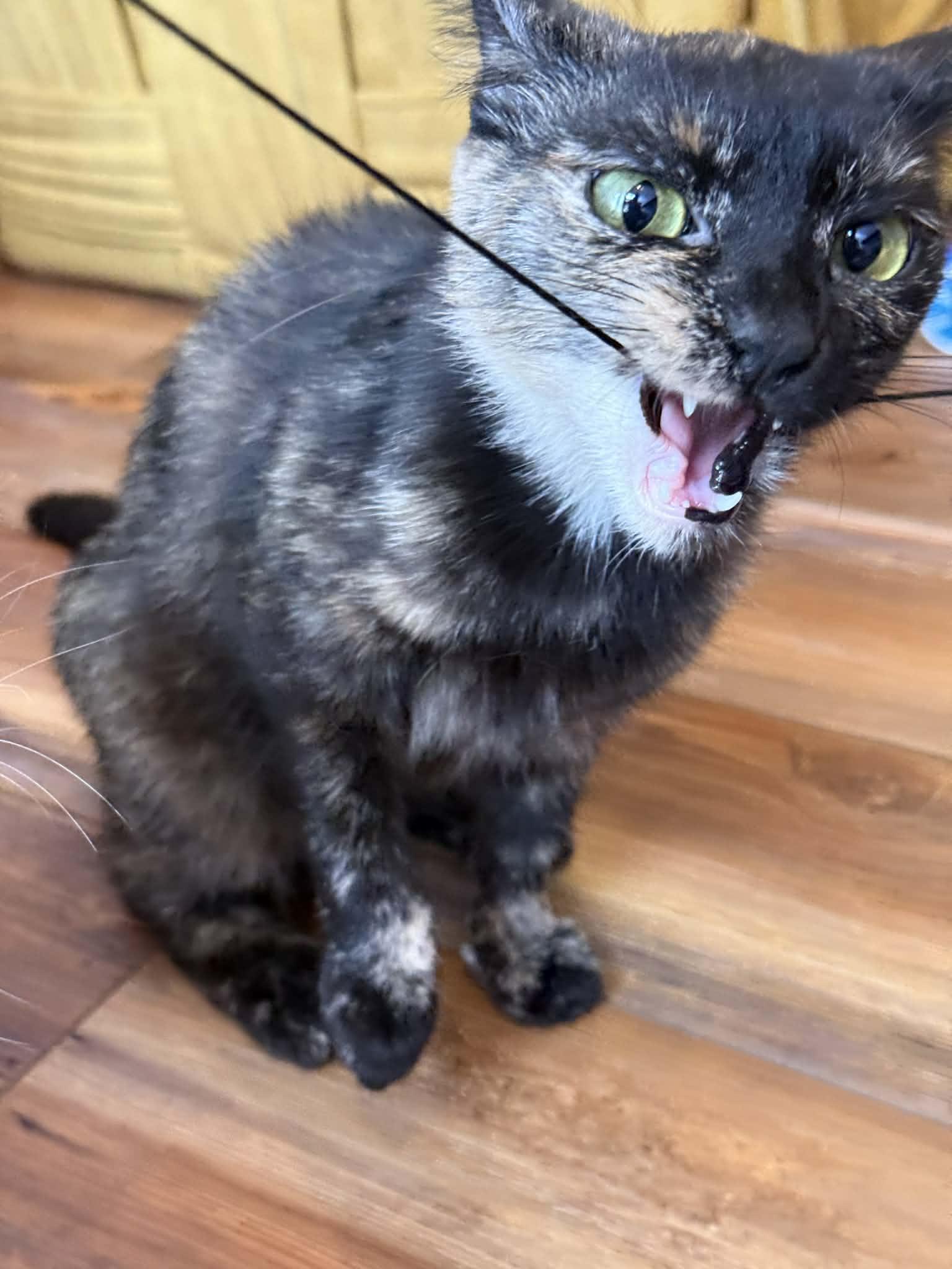 Enlarge Emily , an adoptable Domestic Short Hair in West Lafayette, IN image 5/5