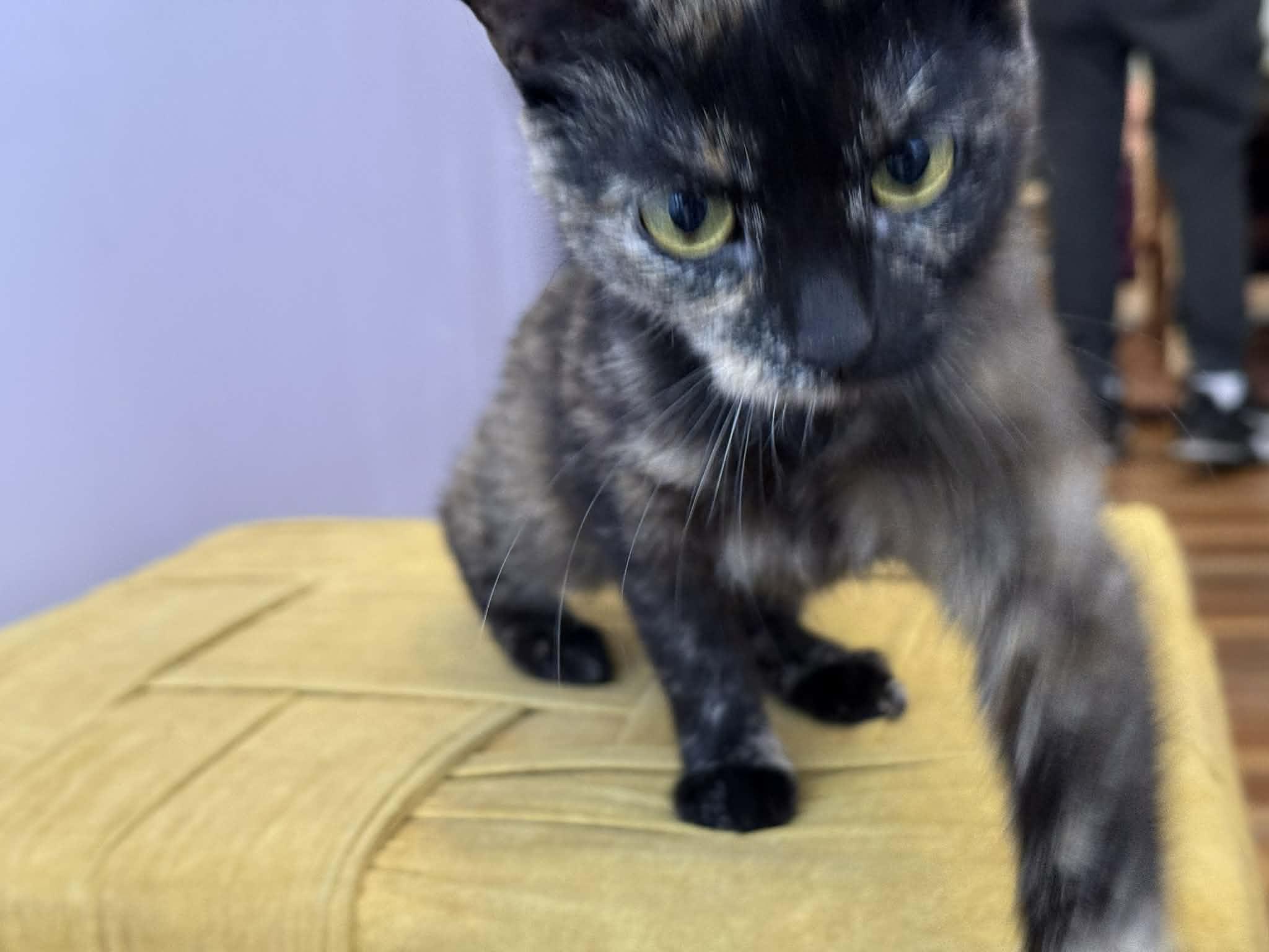 Enlarge Emily , an adoptable Domestic Short Hair in West Lafayette, IN image 3/5