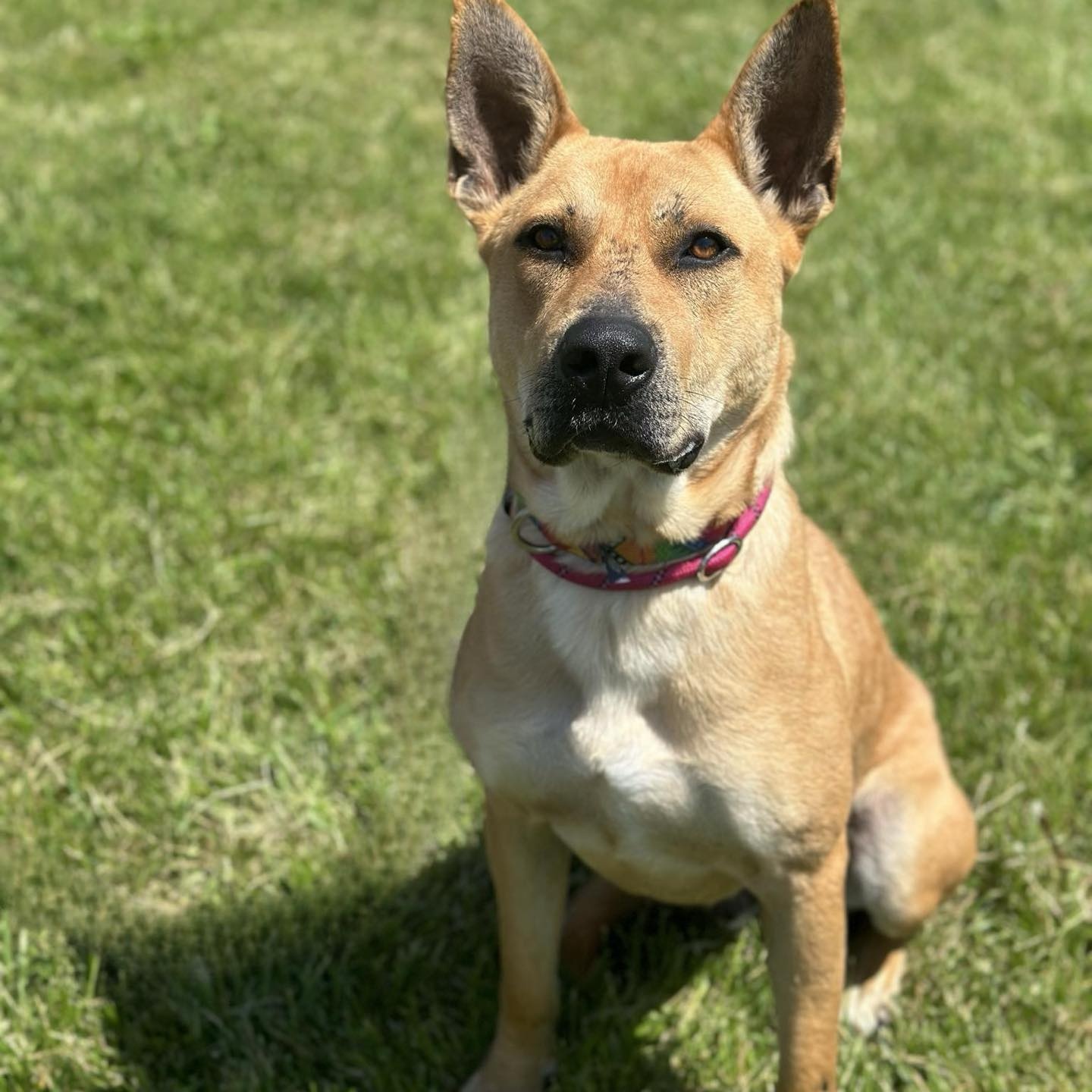 Remi, a Adoptable mixed breed in Geneseo , IL image 6/6