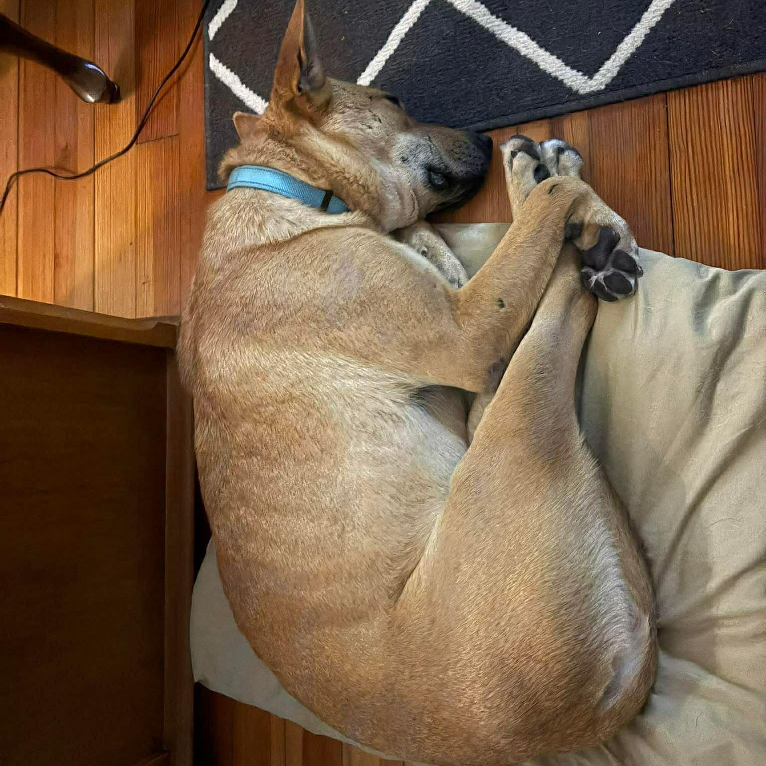 Enlarge Remi, a Adoptable mixed breed in Geneseo , IL image 3/6