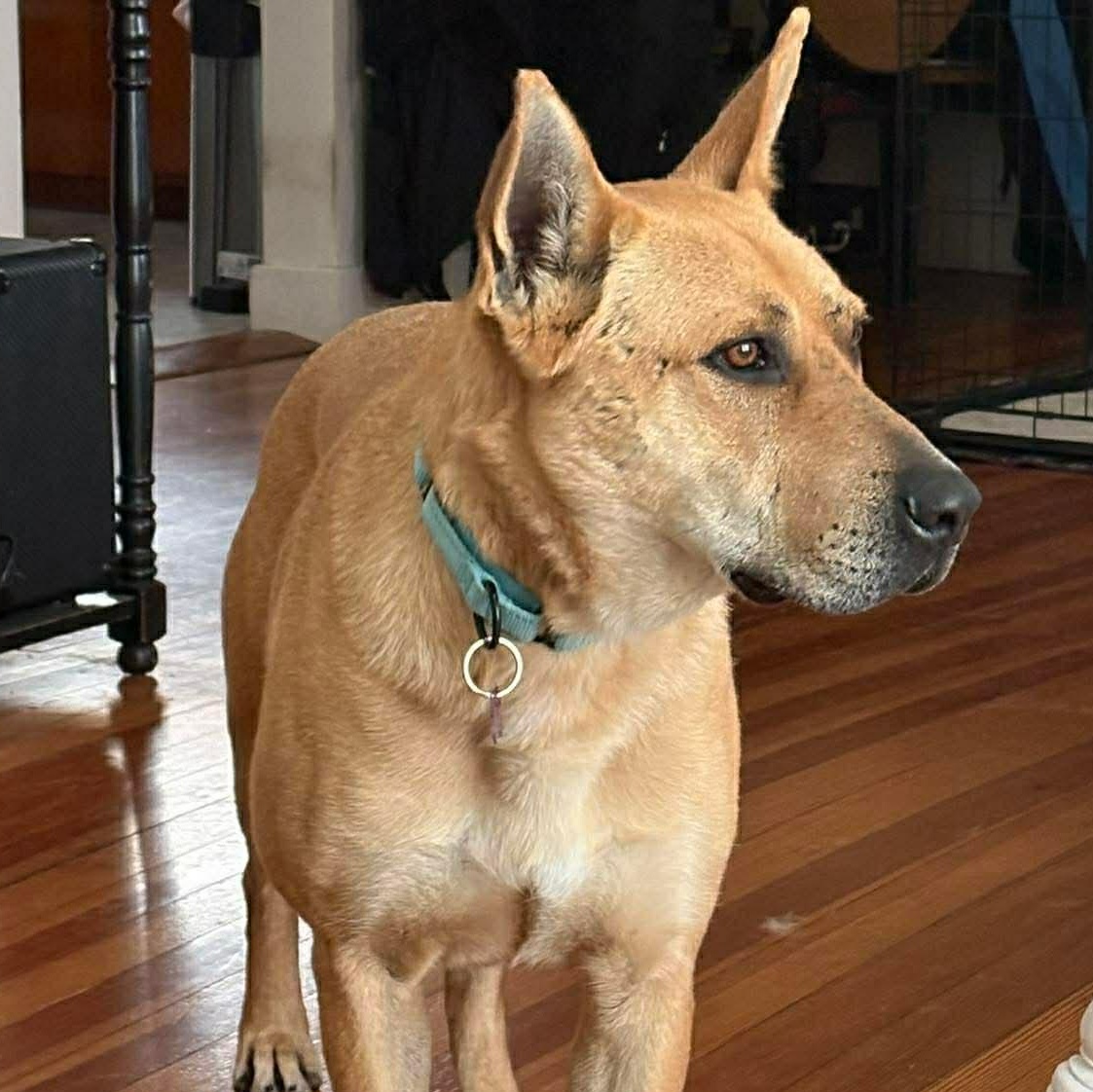 Enlarge Remi, a Adoptable mixed breed in Geneseo , IL image 2/6