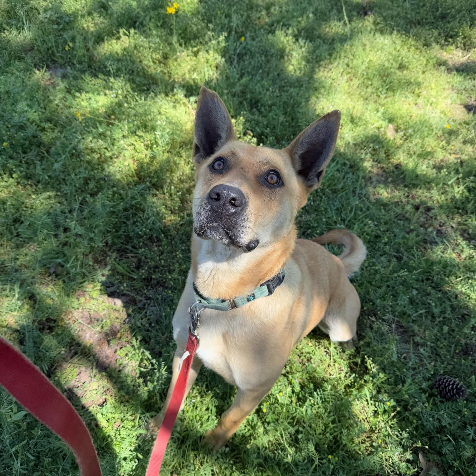 Remi, a Adoptable mixed breed in Geneseo , IL image 5/6