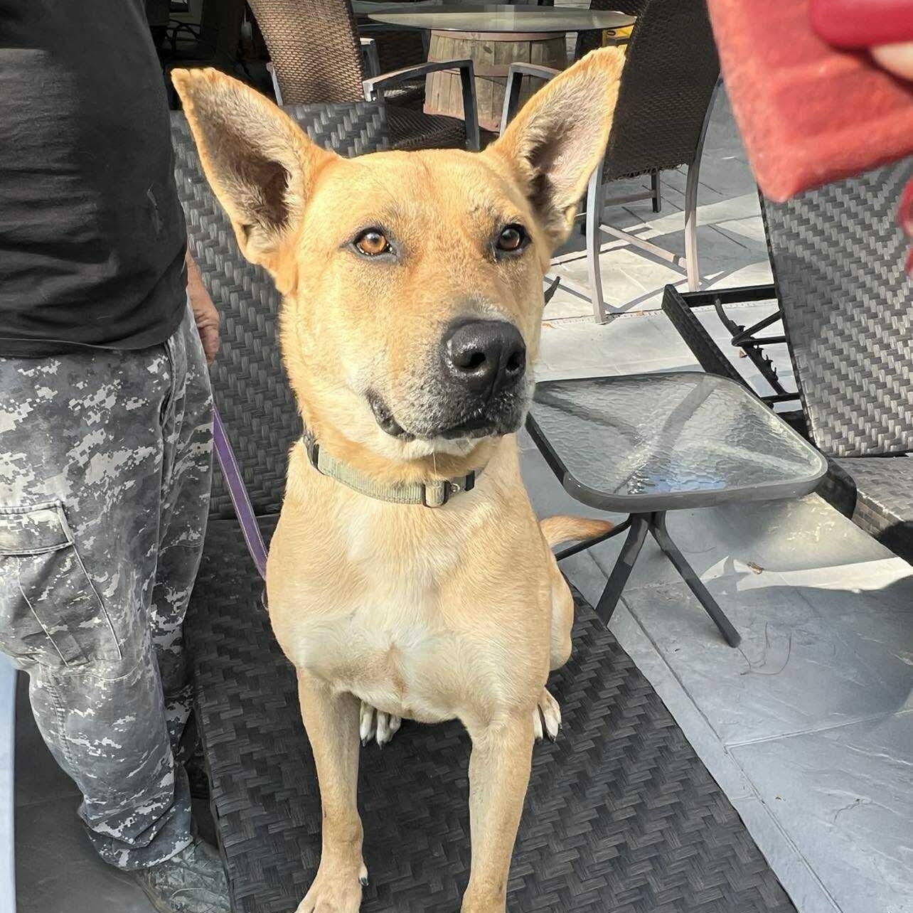 Enlarge Remi, a Adoptable mixed breed in Geneseo , IL image 1/6