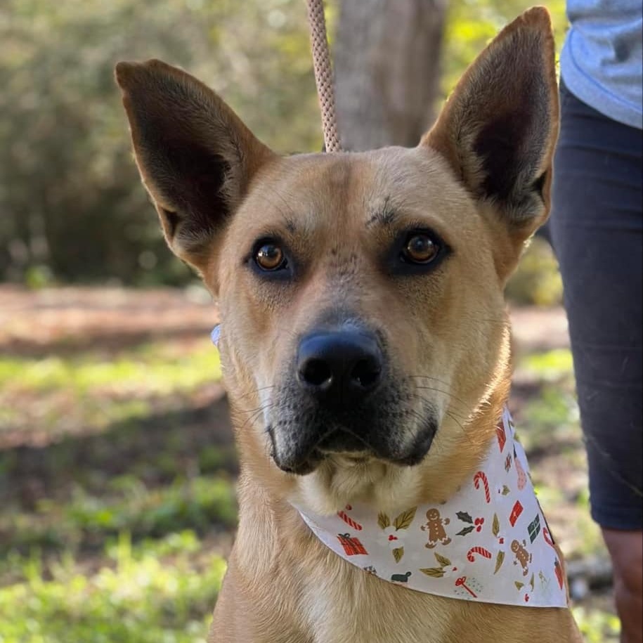 Remi, a Adoptable mixed breed in Geneseo , IL image 2/6