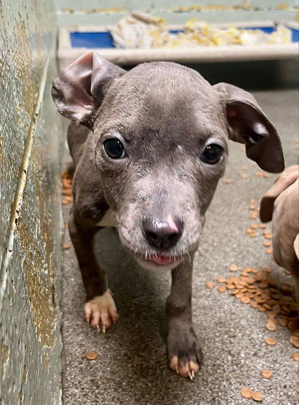 Suzette **Courtesy Post. Out of town pet. See below for details**