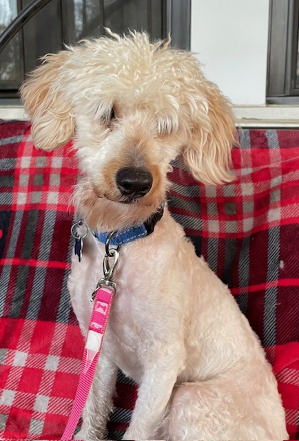Max, Adult Male Poodle