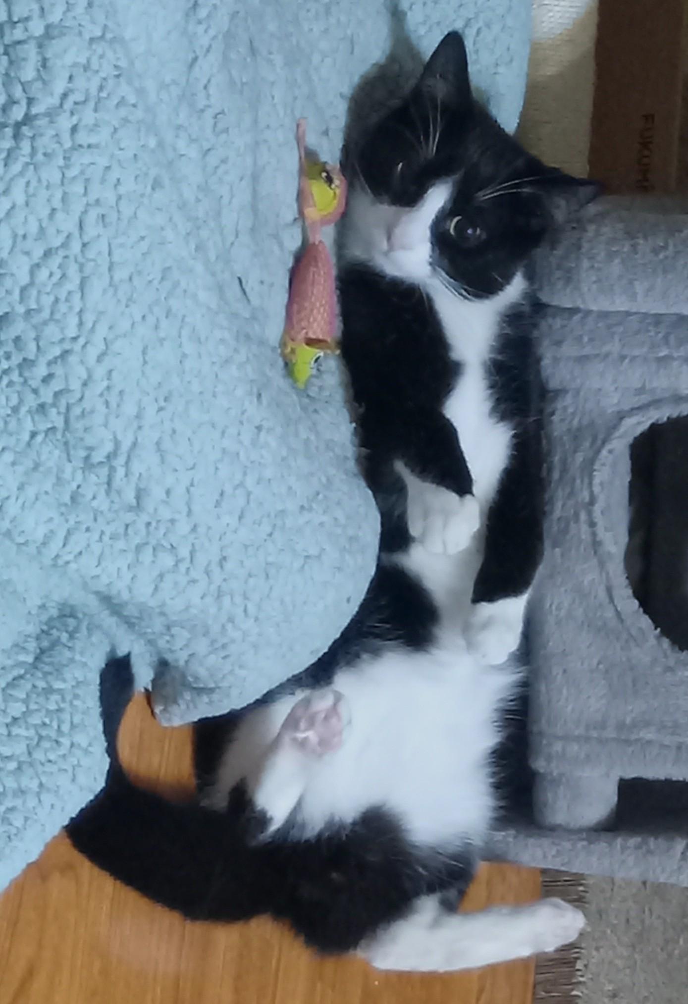 Enlarge Jim Grey, a ADOPTABLE Domestic Short Hair in Grifton, NC image 3/3