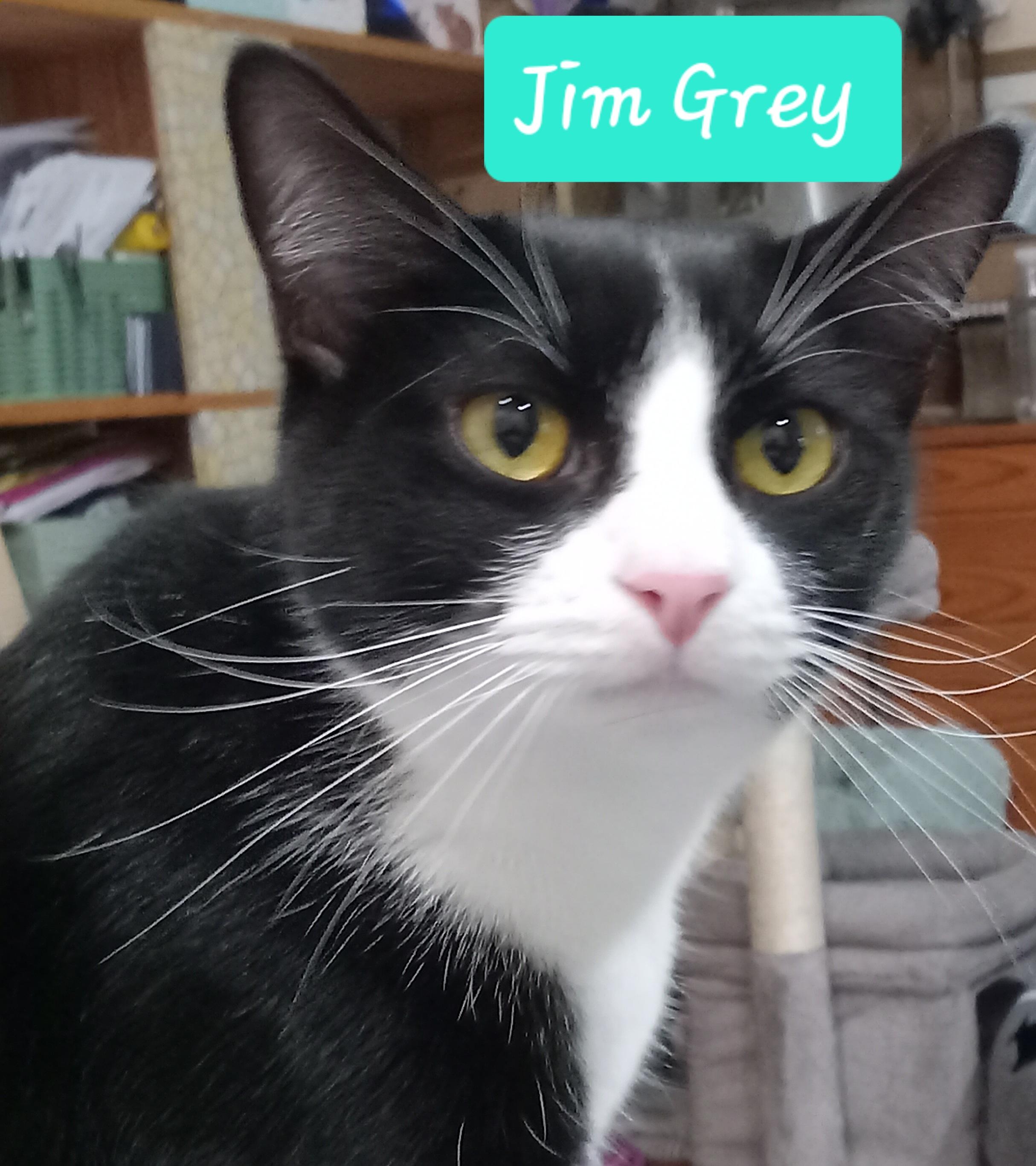 Jim Grey, ADOPTABLE, Young Male Domestic Short Hair.