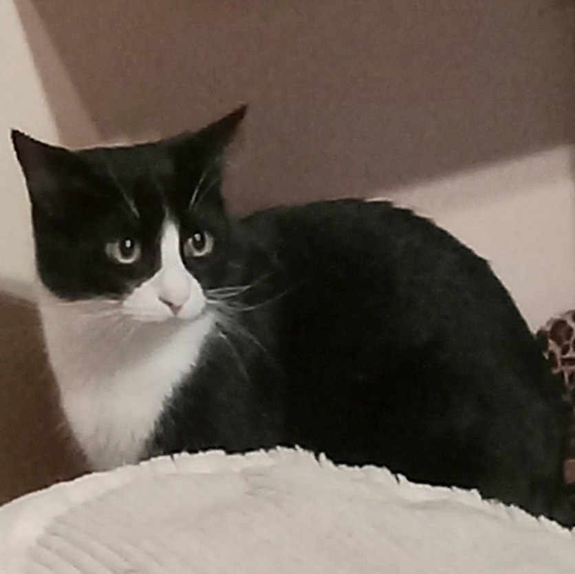 Enlarge Jim Grey, a ADOPTABLE Domestic Short Hair in Grifton, NC image 2/3