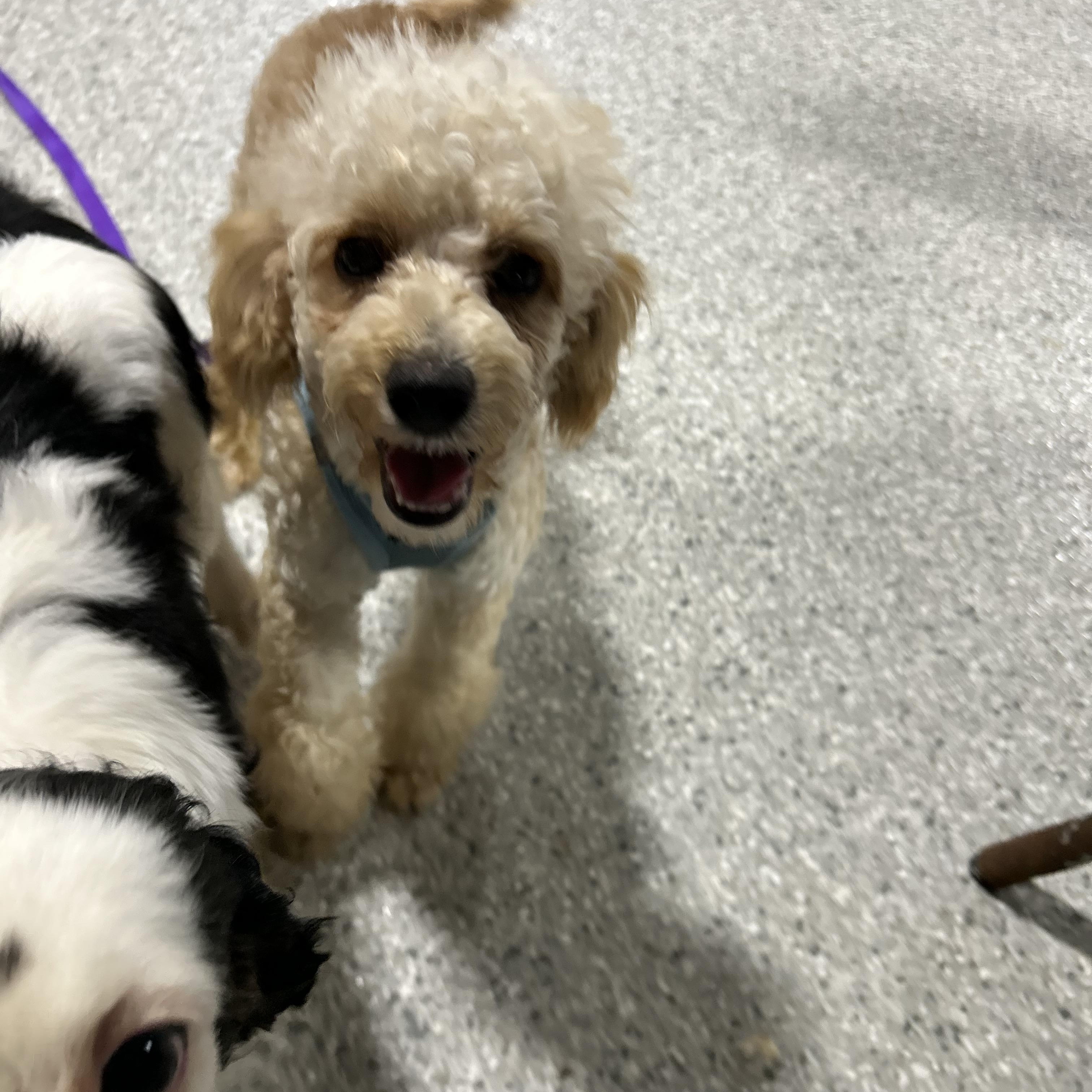 Little Duke 9 lbs, a Adoptable Miniature Poodle in Antwerp, OH image 4/5