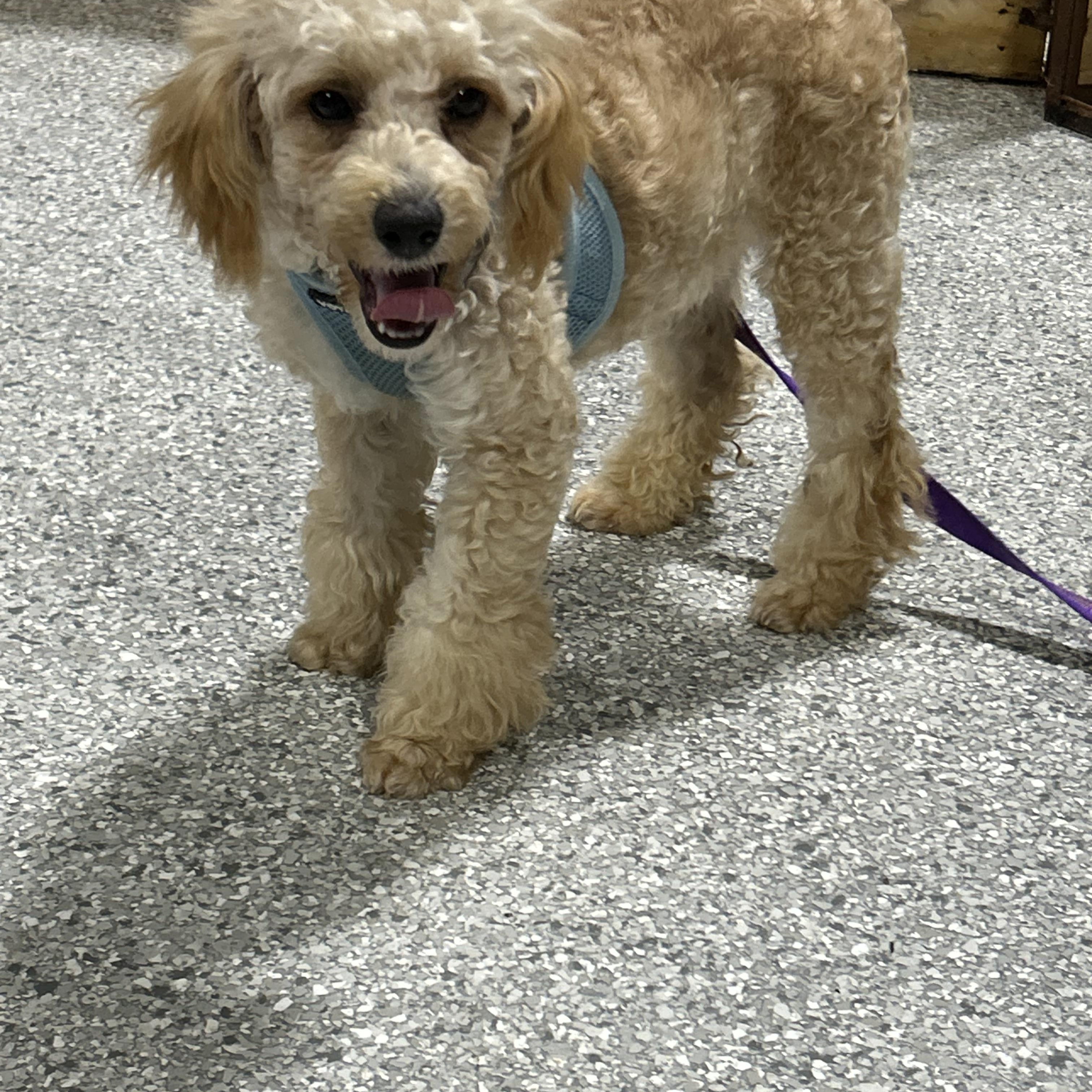 Little Duke 9 lbs, a Adoptable Miniature Poodle in Antwerp, OH image 1/5