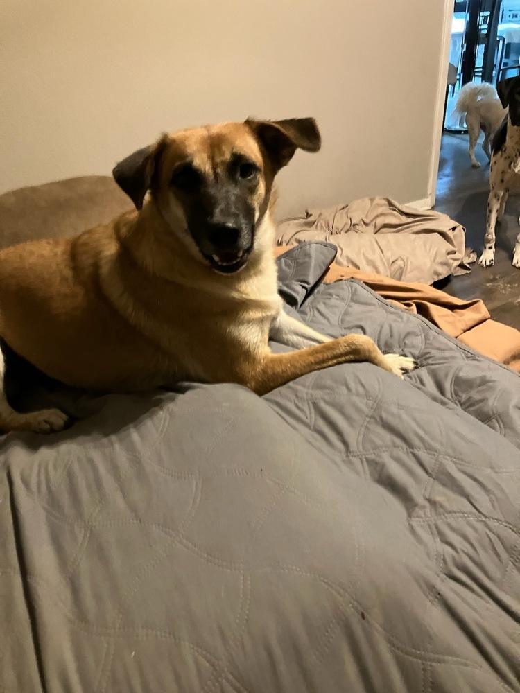 Haylee, Adoptable, Adult Female Australian Cattle Dog / Blue Heeler & Chow Chow.