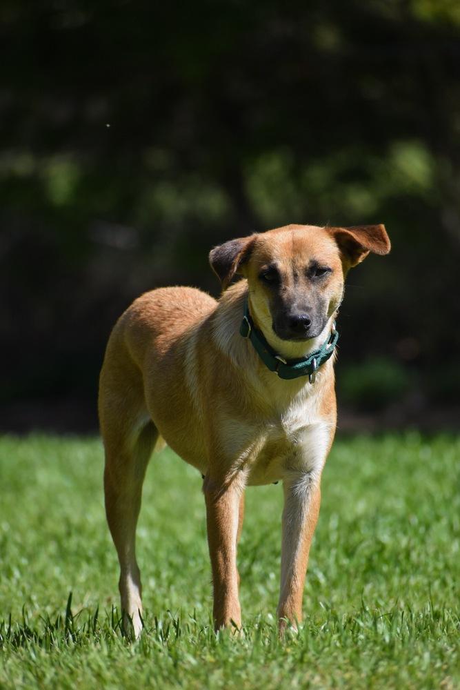 Enlarge Haylee, a Adoptable mixed breed in Newton, TX image 2/2