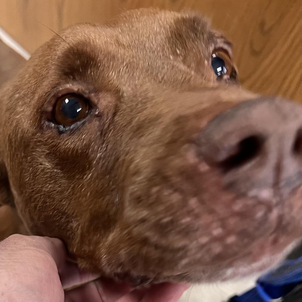 Clifford, Adoptable, Adult Male Pit Bull Terrier & Mixed Breed.