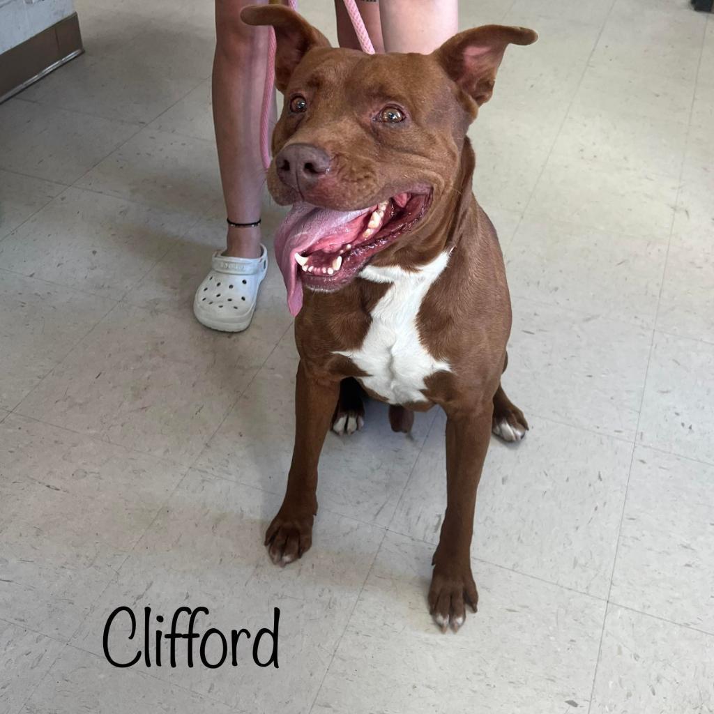 Enlarge Clifford, a Adoptable mixed breed in Caryville, TN image 2/6