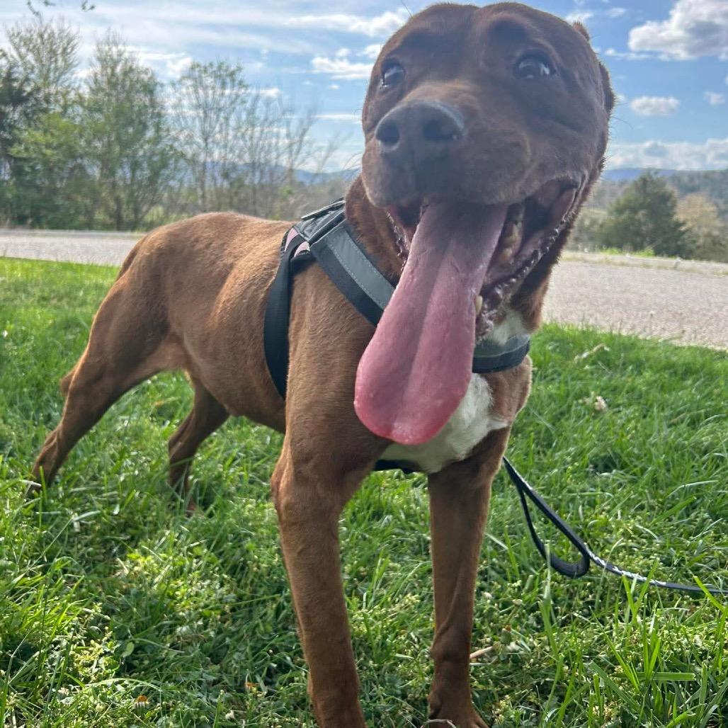 Enlarge Clifford, a Adoptable mixed breed in Caryville, TN image 3/6