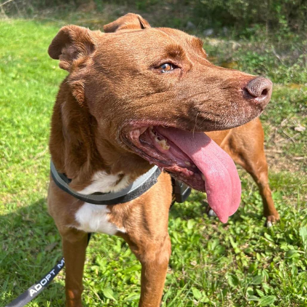 Enlarge Clifford, a Adoptable mixed breed in Caryville, TN image 5/6